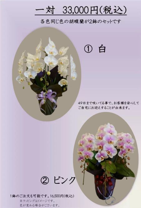 川越市立ち華葬祭のご自宅用の胡蝶蘭の写真